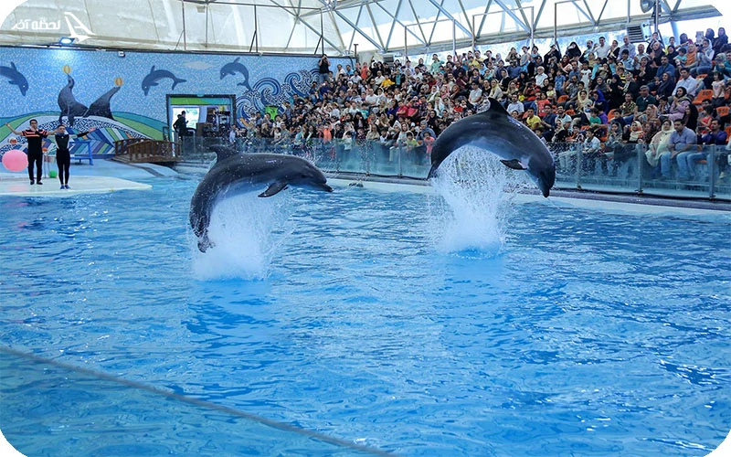 روز سوم؛ از نمایش دلفینهای کیش دیدن کنید! روز سوم؛ از نمایش دلفینهای کیش دیدن کنید!